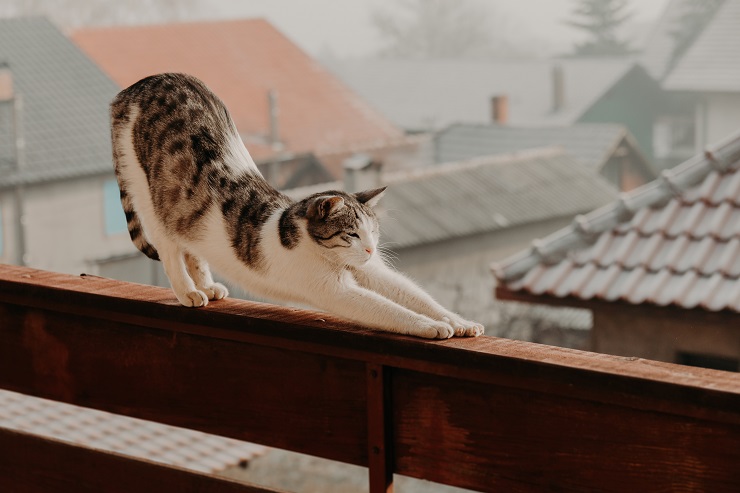 伸びをする猫