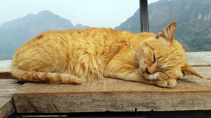 窓辺で寝ている猫