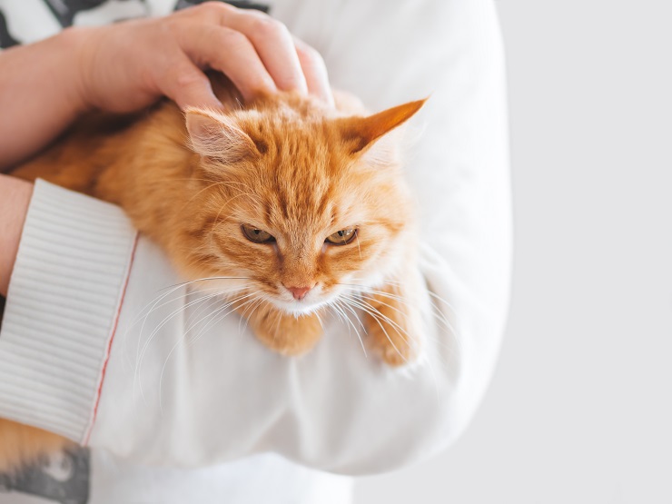 飼い主に抱かれて撫でられる猫