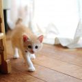 忍び歩きをする猫
