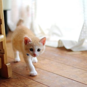 忍び歩きをする猫