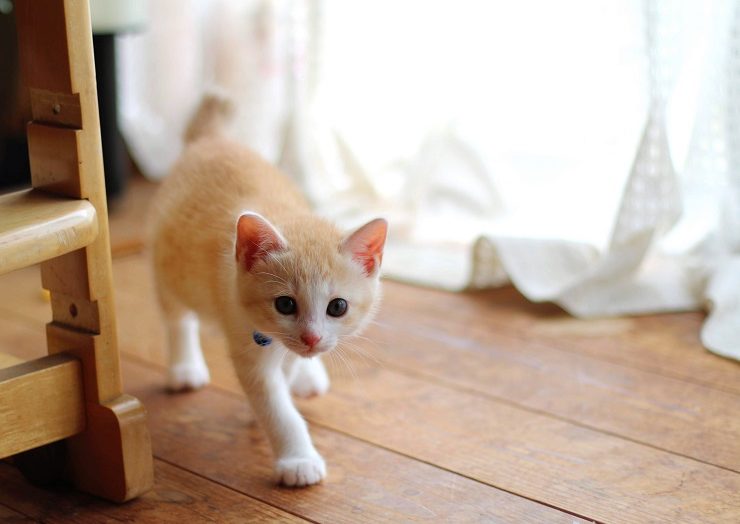 忍び歩きをする猫