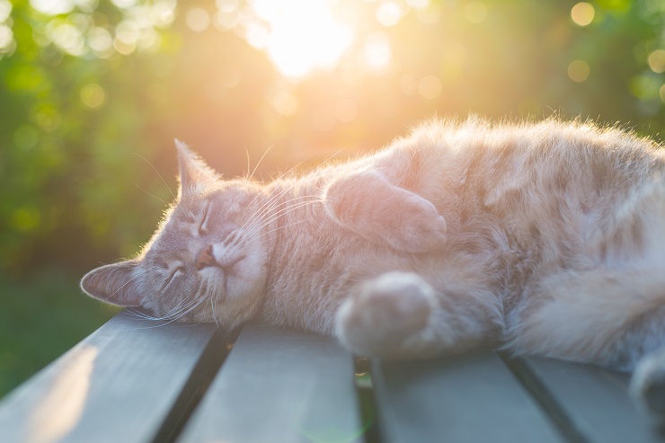 疲れて寝ている猫
