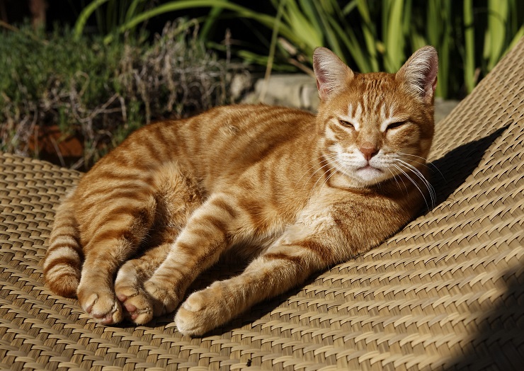チェアの上で休んでいる猫