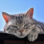 晴天のもと、眠そうな猫