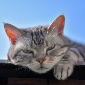 晴天のもと、眠そうな猫