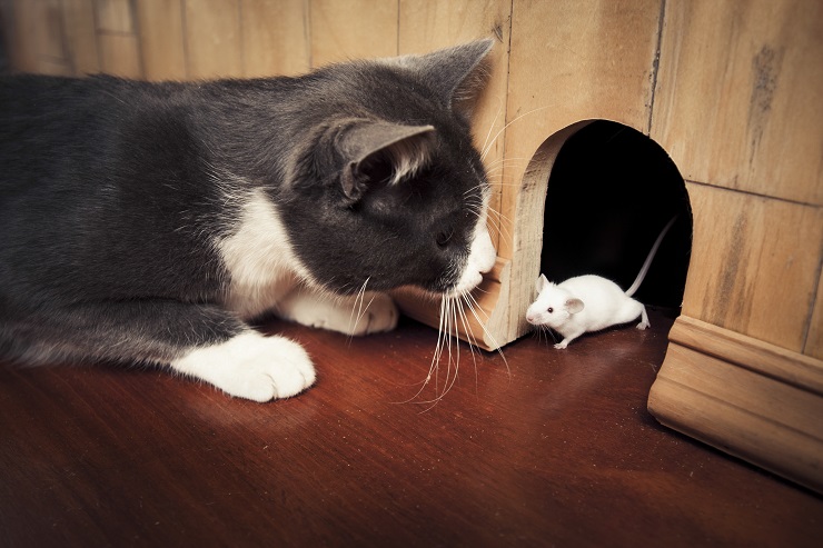 ネズミとにらめっこをする猫