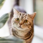 猫の甲状腺機能亢進症はどんな病気 治療法は 猫との暮らし大百科 猫の甲状腺機能亢進症はどんな病気 治療法は 猫との暮らし大百科