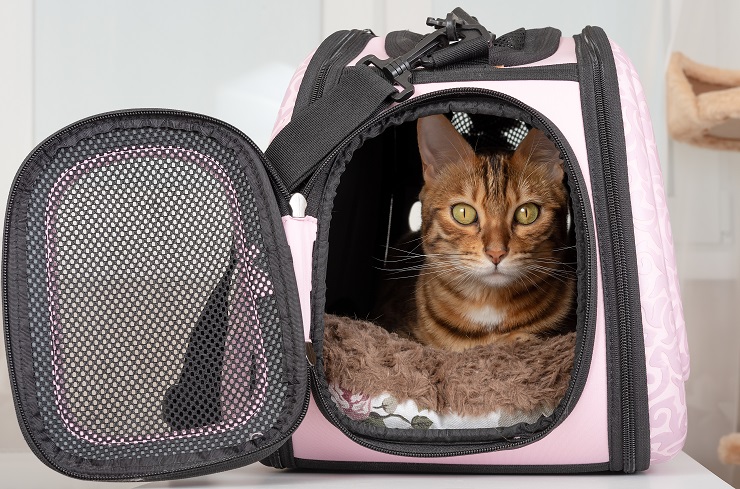 キャリーバッグに入っている猫