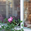 窓辺で外を見つめる猫