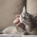 あごを撫でられている猫