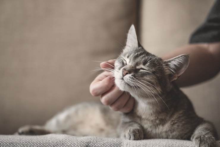 あごを撫でられている猫