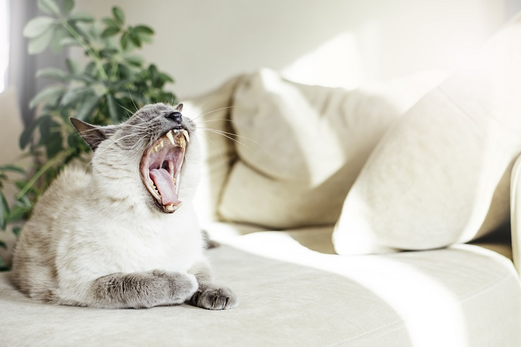 猫の あくび には ただ眠いだけじゃない理由があった 獣医師監修 猫の あくび には ただ眠いだけじゃない理由があった 猫との暮らし大百科