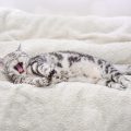 ベッドであくびをする猫