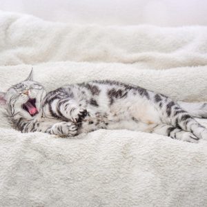 ベッドであくびをする猫