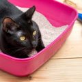 トイレに座る猫