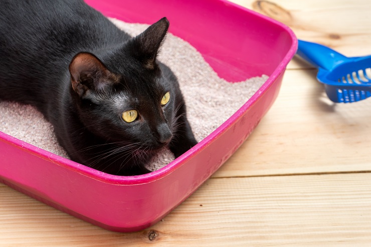 トイレに座る猫