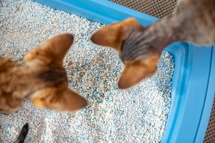 トイレを覗く猫