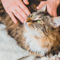 猫を撫でる様子