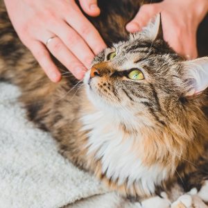 猫を撫でる様子