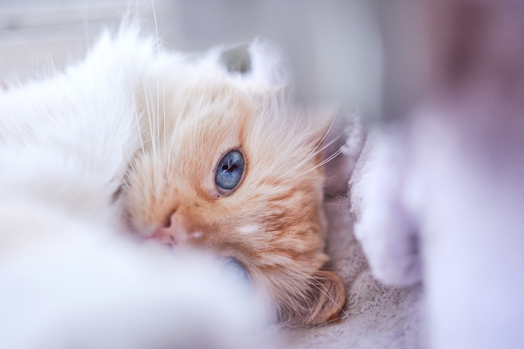 寝そべる猫