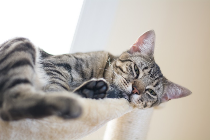 こちらを見ながら寝ている猫
