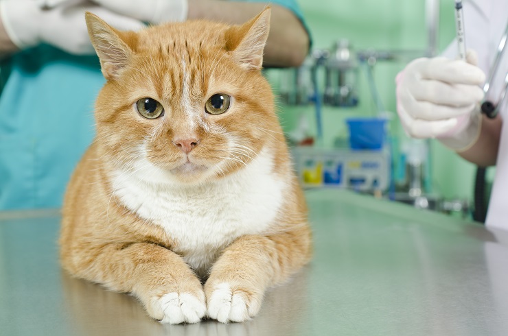 病院で診察を受けようとしている猫