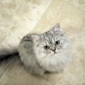 こちらを見上げる猫