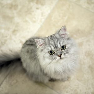 こちらを見上げる猫
