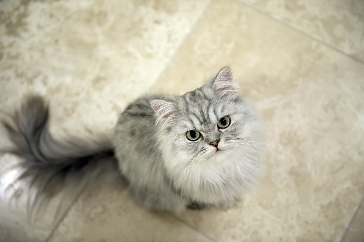 こちらを見上げる猫