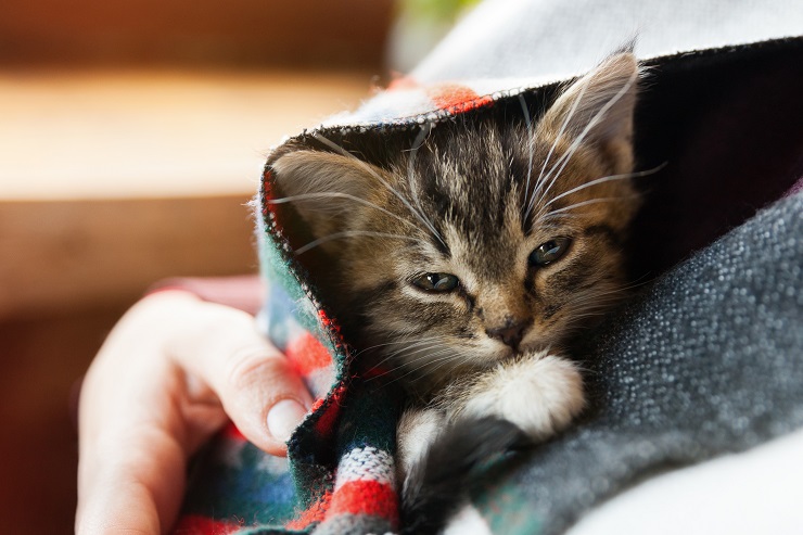 毛布にくるまれる子猫
