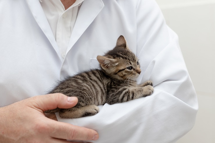 獣医師に抱かれる子猫