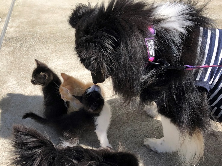犬に発見された子猫たち