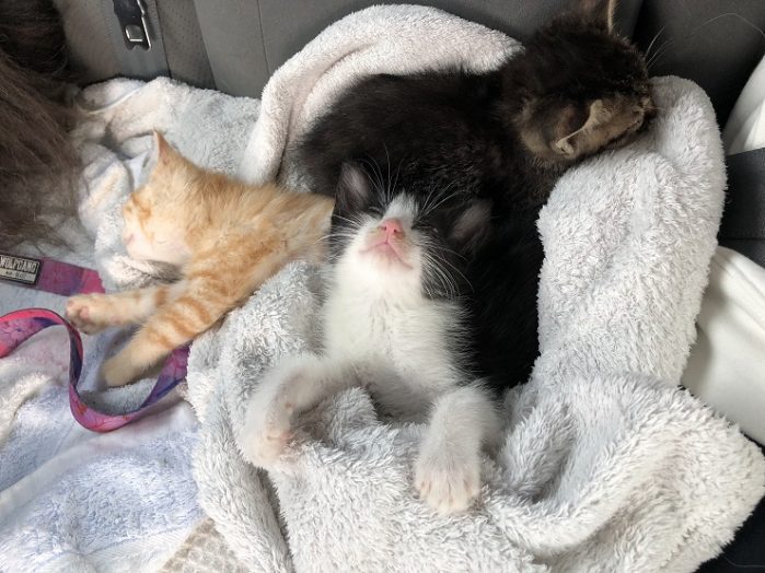 捨て猫を拾った!まず、やるべきことは?注意したいことは?実体験エピソードの紹介も!捨て猫を拾った!まず、やるべきことは?注意したいことは?実体験エピソードの紹介も! 猫との暮らし大百科 捨て猫を拾った!まず、やるべきことは?注意したいことは?実体験エピソードの紹介も!捨て猫を拾った!まず、やるべきことは?注意したいことは?実体験エピソードの紹介も! 猫との暮らし大百科