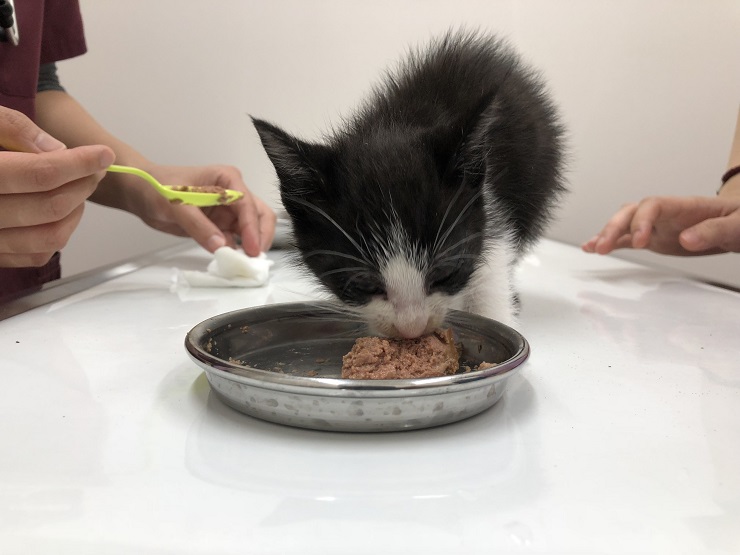 ごはんをモリモリ食べる子猫