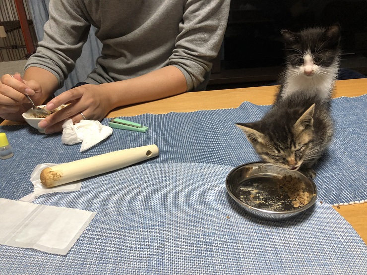 ごはんを食べる子猫