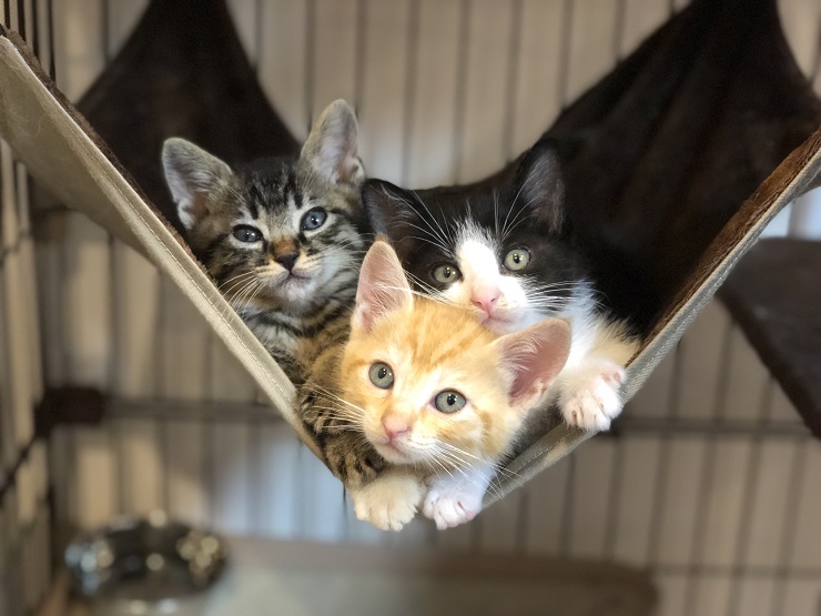 ハンモックで寝る子猫たち