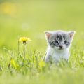 野原にひとりぼっちでいる子猫