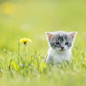 野原にひとりぼっちでいる子猫