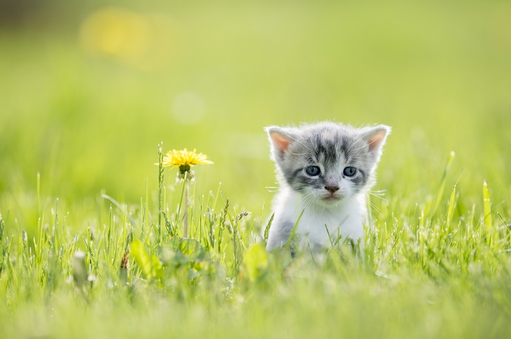 捨て猫を拾った まず やるべきことは 注意したいことは 実体験エピソードの紹介も 捨て猫を拾った まず やるべきことは 注意したいことは 実体験エピソードの紹介も 猫との暮らし大百科