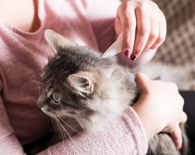予防薬を投与される猫