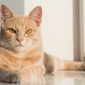 こちらを見つめる茶トラの猫