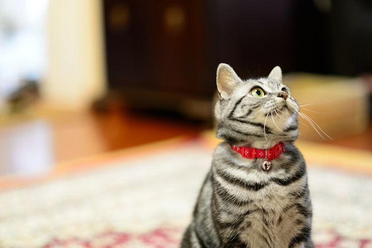 上目遣いに飼い主を見る猫