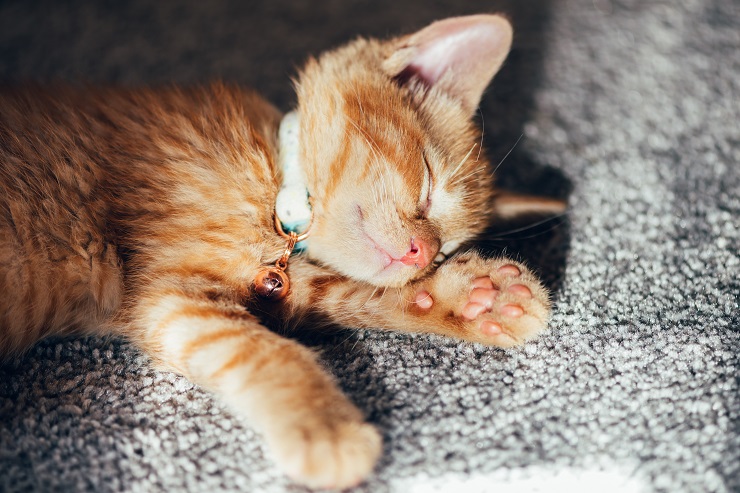 首輪をして寝ている子猫
