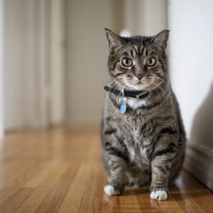 こちらを見る猫
