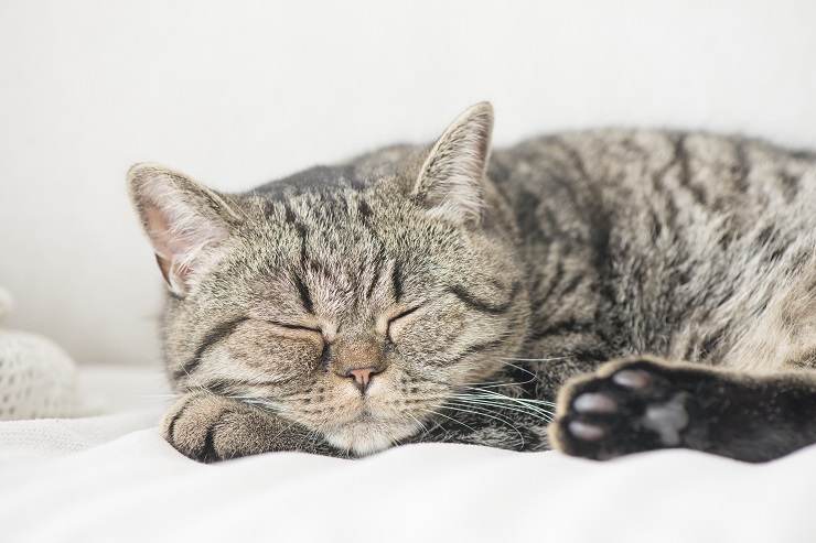 寝ている猫