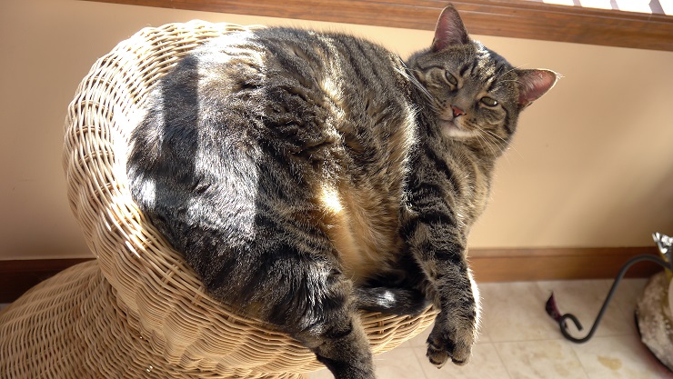 太った猫