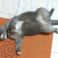 お腹を出している猫