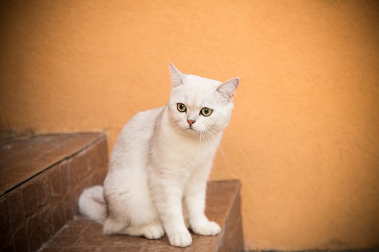 階段で座っている猫