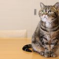 上目遣いの猫